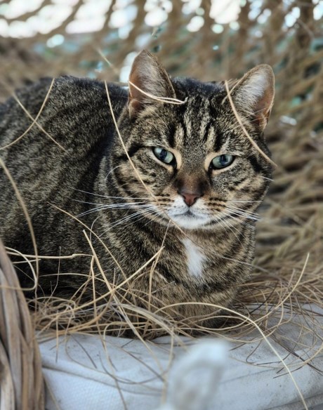 Kat Europese korthaar of huiskat