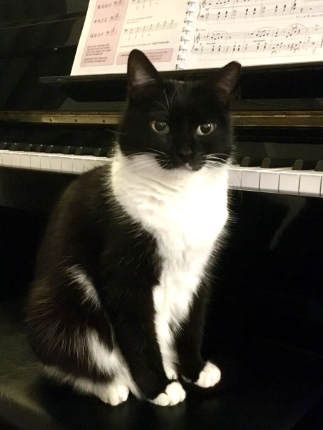 Kat Europese korthaar of huiskat