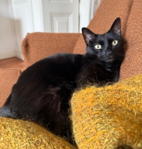 Kat Europese korthaar of huiskat