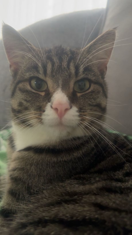 Kat Europese korthaar of huiskat