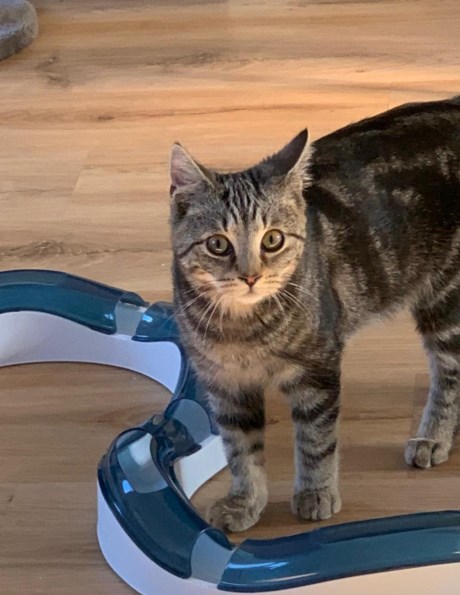 Kat Europese korthaar of huiskat