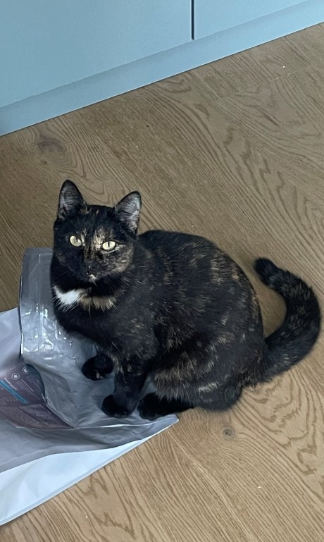 Kat Europese korthaar of huiskat