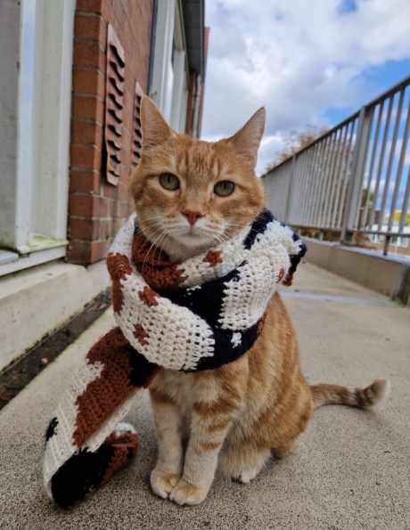 Kat Europese korthaar of huiskat