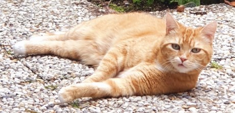 Kat Europese korthaar of huiskat