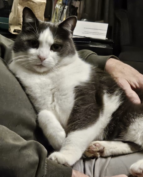 Kat Europese korthaar of huiskat