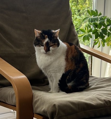 Kat Europese korthaar of huiskat