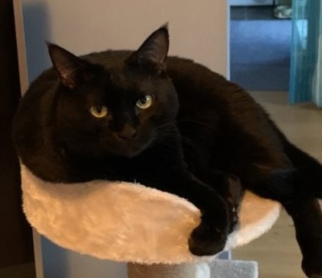 Kat Europese korthaar of huiskat