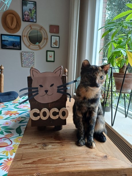 Kat Europese korthaar of huiskat