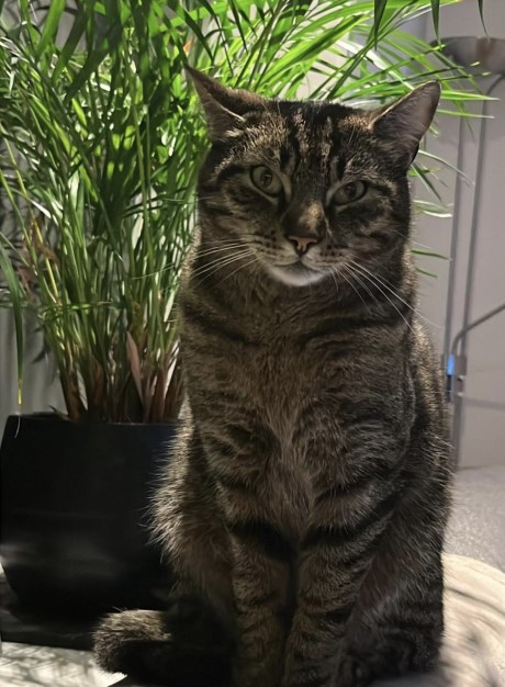 Kat Europese korthaar of huiskat