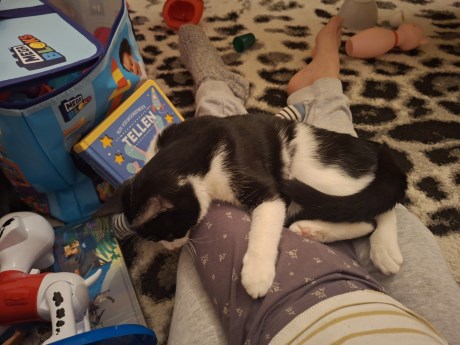 Kat Europese korthaar of huiskat