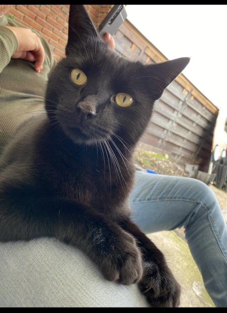 Kat Europese korthaar of huiskat