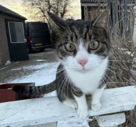 Kat Europese korthaar of huiskat