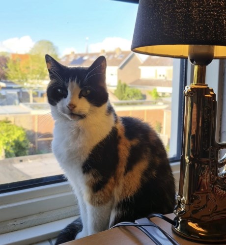 Kat Europese korthaar of huiskat