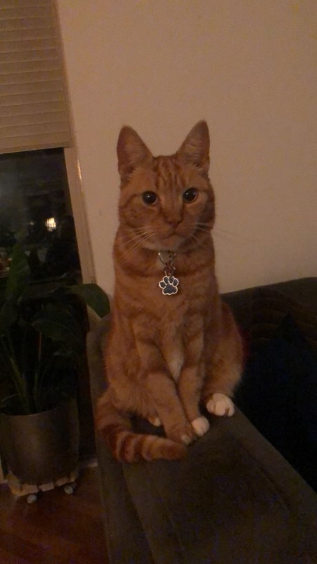 Kat Europese korthaar of huiskat