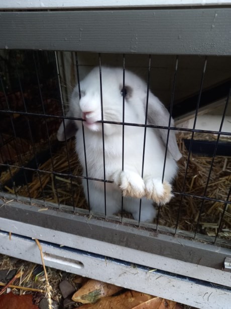 Knaagdier / Haasachtige Konijn