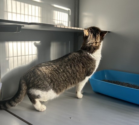 Kat Europese korthaar of huiskat