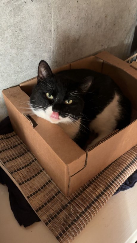 Kat Europese korthaar of huiskat