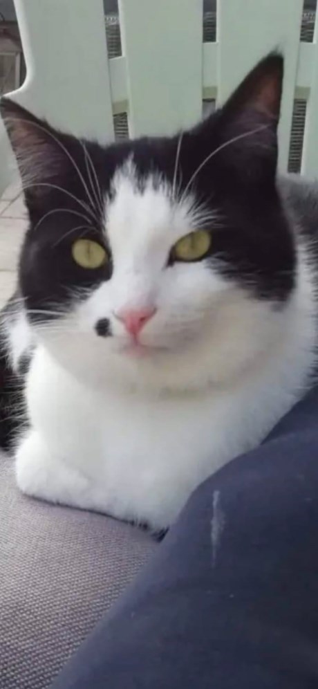 Kat Europese korthaar of huiskat