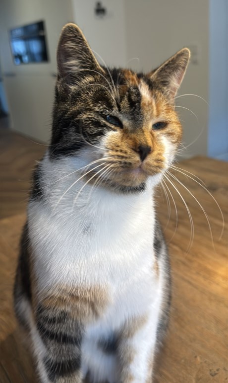 Kat Europese korthaar of huiskat