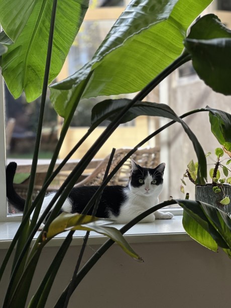 Kat Europese korthaar of huiskat