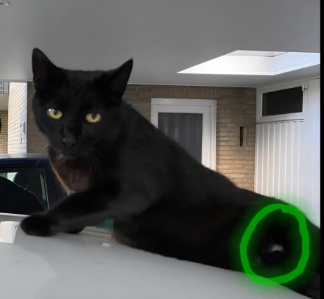 Kat Europese korthaar of huiskat