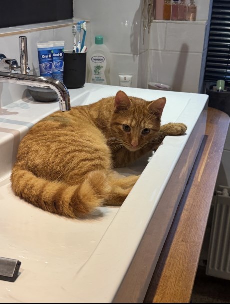 Kat Europese korthaar of huiskat