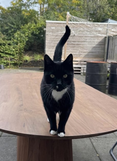 Kat Europese korthaar of huiskat