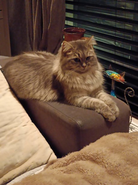 Kat Boskat/Siberisch