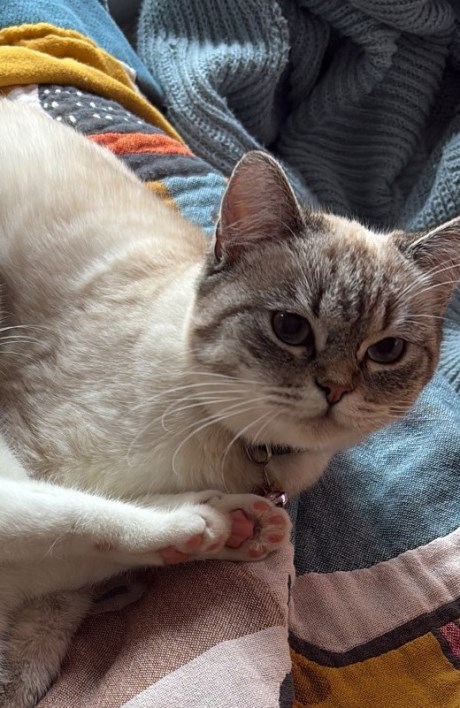 Kat Brits korthaar X