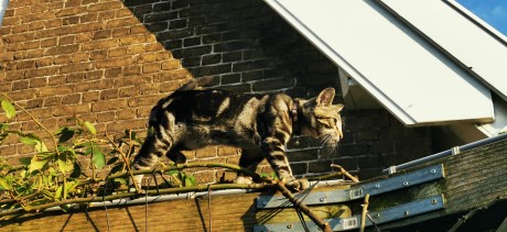 Kat Europese korthaar of huiskat