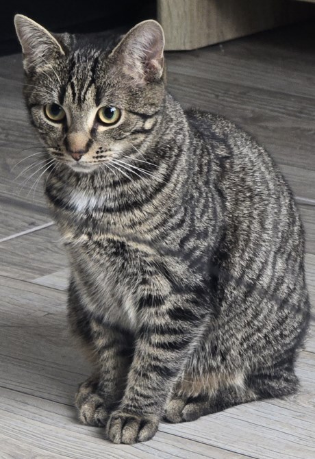 Kat Europese korthaar of huiskat