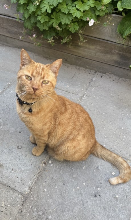 Kat Europese korthaar of huiskat