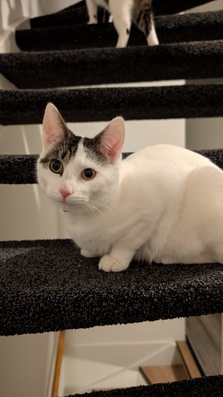 Kat Europese korthaar of huiskat