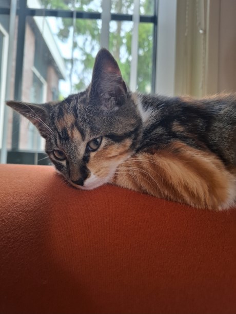 Kat Europese korthaar of huiskat