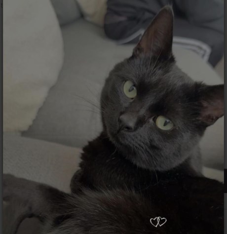 Kat Europese korthaar of huiskat