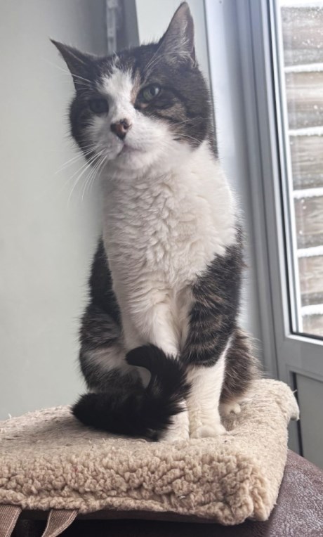 Kat Europese korthaar of huiskat