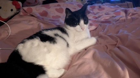 Kat Europese korthaar of huiskat