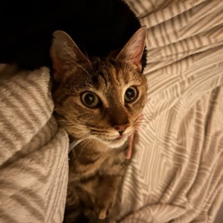 Kat Europese korthaar of huiskat