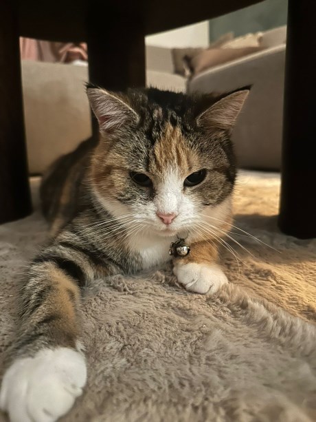 Kat Europese korthaar of huiskat