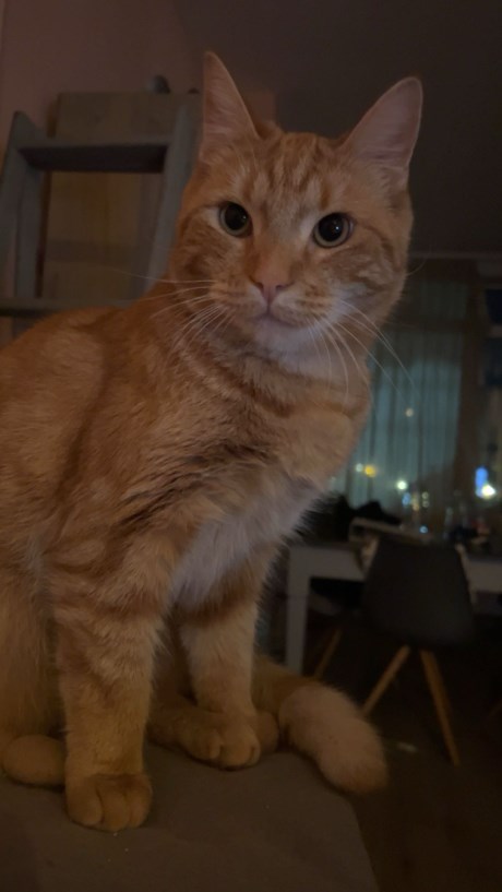 Kat Europese korthaar of huiskat