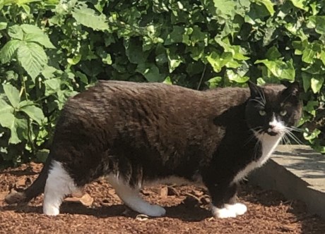 Kat Europese korthaar of huiskat