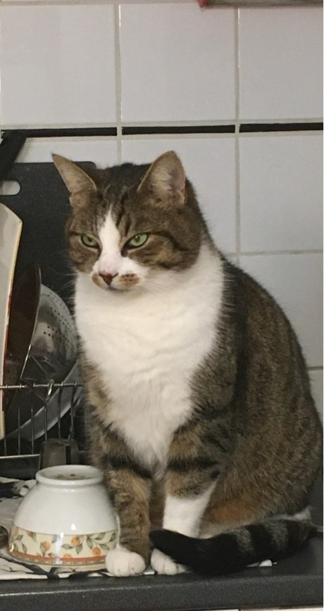 Kat Europese korthaar of huiskat