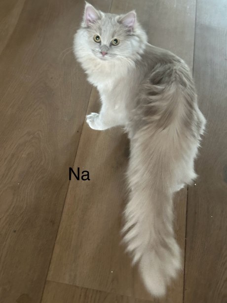 Kat Ragdoll