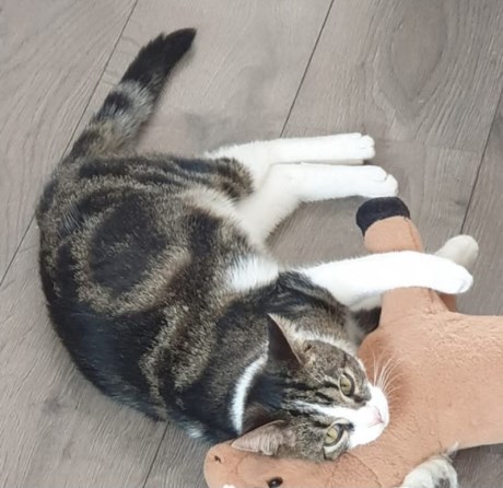 Kat Europese korthaar of huiskat