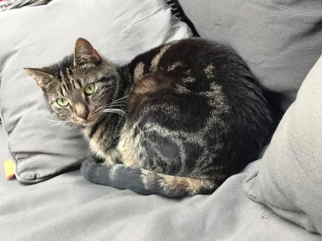 Kat Europese korthaar of huiskat