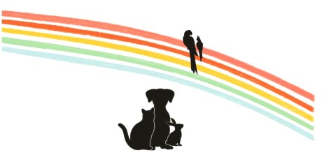 Kat Europese korthaar of huiskat