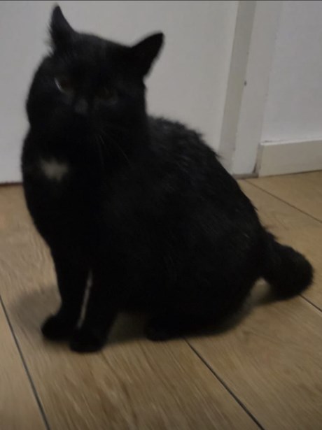 Kat Europese korthaar of huiskat