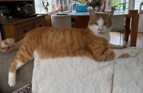 Kat Europese korthaar of huiskat