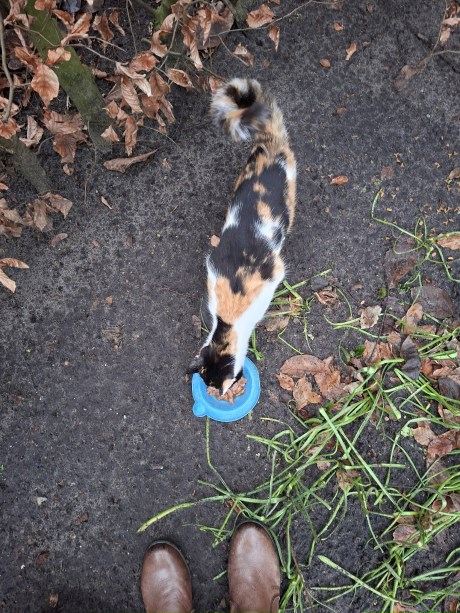 Kat Europese korthaar of huiskat