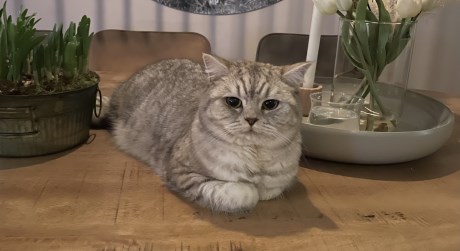 Kat Brits korthaar X